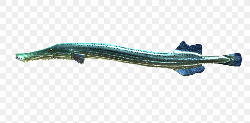 Trumpetfish Aulostomus Maculatus Water Oily Fish, PNG, 1313x649px, Fish, Animal, Evolution, Fin, Game Download Free