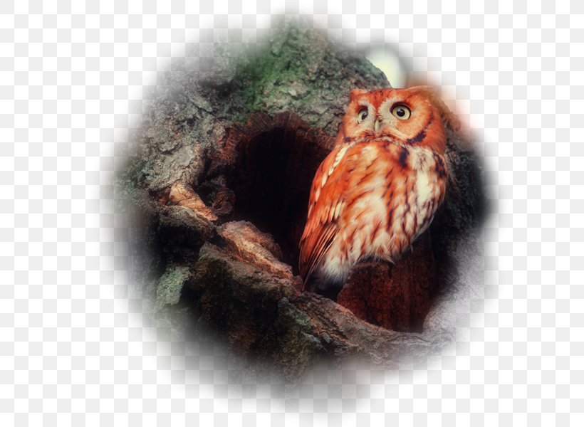 Bird Red Owl Barn Owl Barn-owls Eurasian Eagle-owl, PNG, 777x600px, 5k Resolution, Bird, Animal, Barn Owl, Beak Download Free