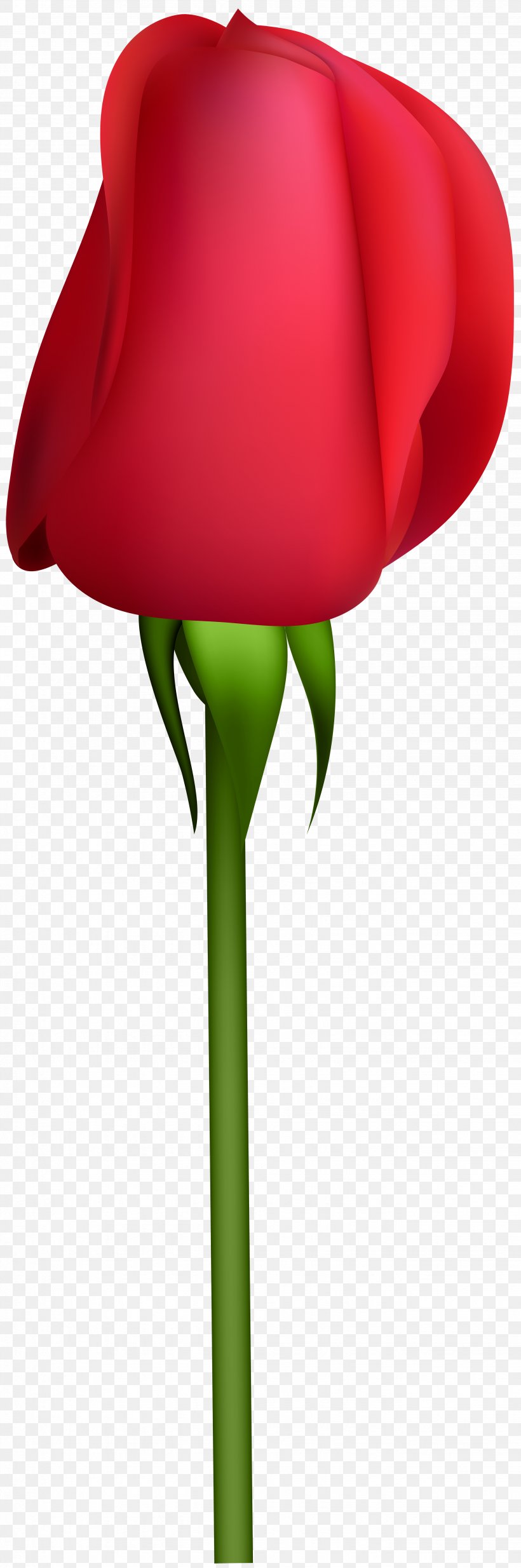 Garden Roses Clip Art, PNG, 2658x8000px, Garden Roses, Bud, Flower, Flowering Plant, Garden Download Free