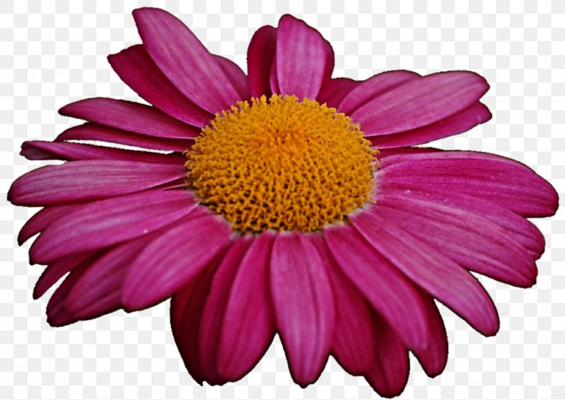 Marguerite Daisy Chrysanthemum Daisy Family Transvaal Daisy Coneflower, PNG, 1024x726px, Marguerite Daisy, Annual Plant, Argyranthemum, Aster, Chrysanthemum Download Free