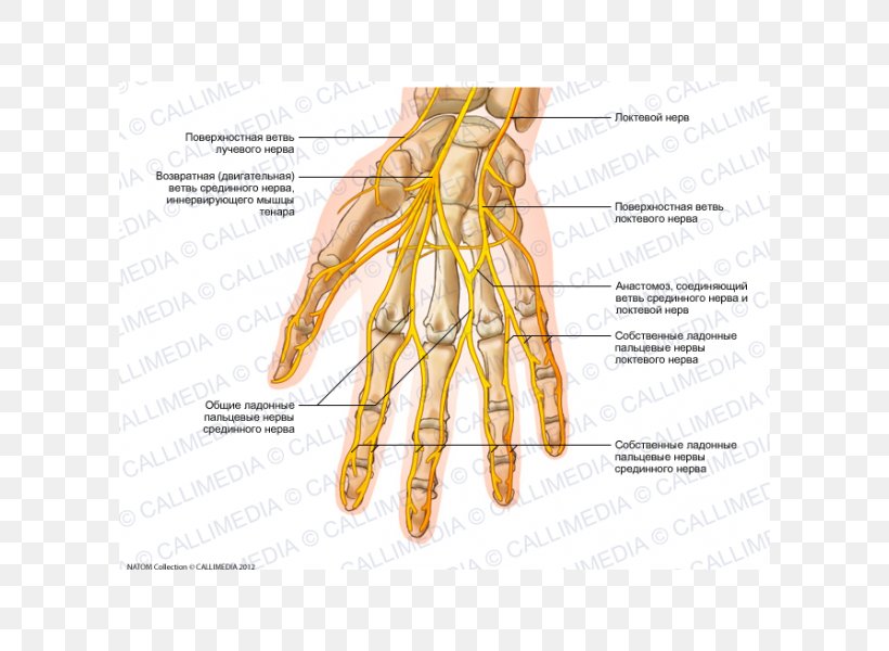 Ulnar Nerve Hand Human Anatomy Nervous System, PNG, 600x600px, Watercolor, Cartoon, Flower, Frame, Heart Download Free