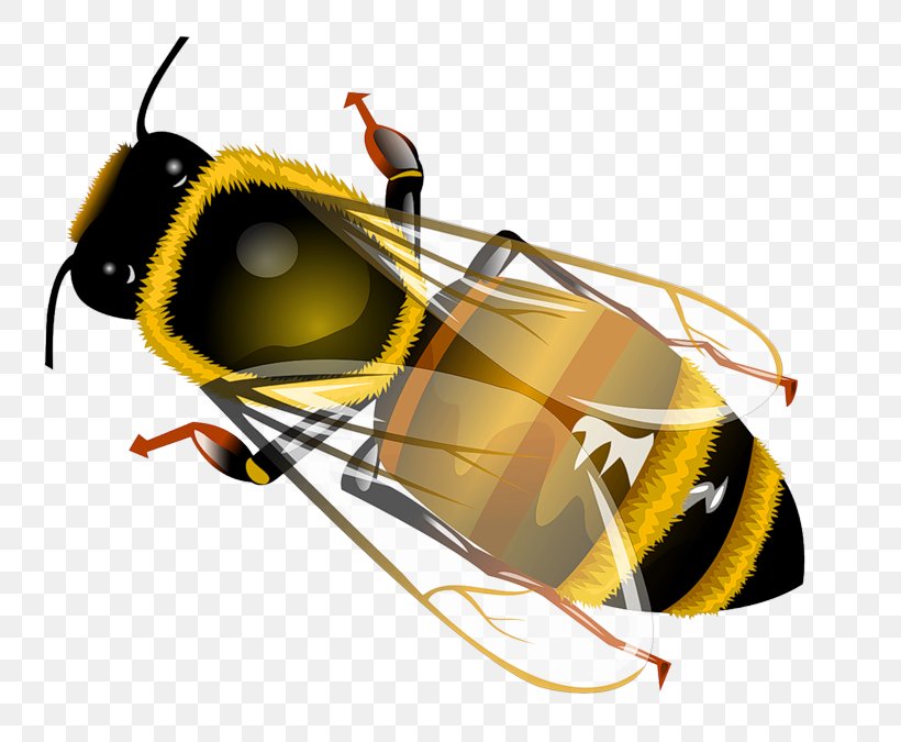 Western Honey Bee Insect Clip Art, PNG, 800x675px, Bee, Arthropod, Eyewear, Glasses, Goggles Download Free