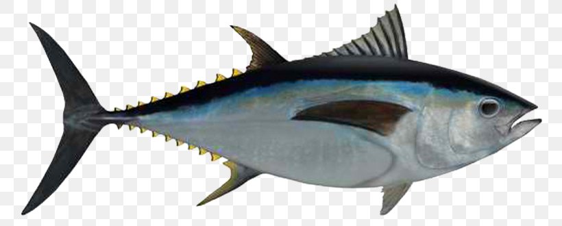 Bigeye Tuna Albacore Seafood Fishing Yellowfin Tuna, PNG, 765x330px, Bigeye Tuna, Albacore, Atlantic Bluefin Tuna, Atlantic Bonito, Biggame Fishing Download Free