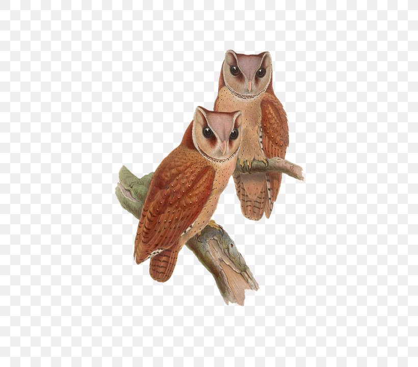 Birds Of Asia Owl The Birds Of Australia John Goulds Birds Of Great Britain, PNG, 500x720px, Bird, Barn Owl, Bay Owl, Beak, Bird Of Prey Download Free