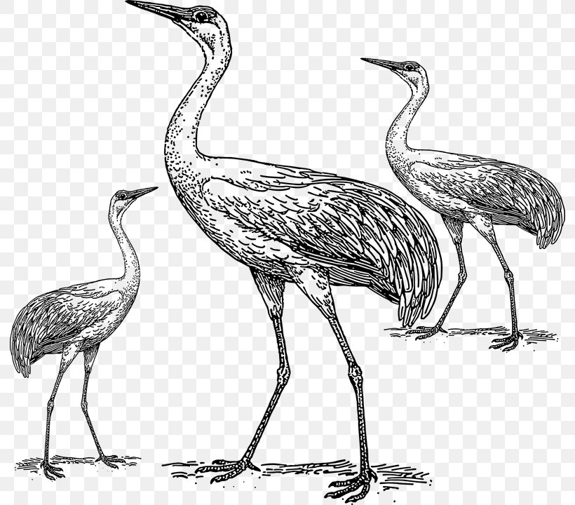 Crane Bird Clip Art, PNG, 792x720px, Crane, Beak, Bird, Bird Migration, Black And White Download Free