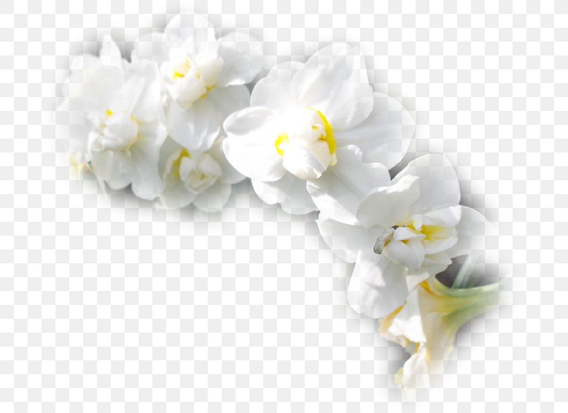 Cut Flowers Moth Orchids Petal Treulose Tomate, PNG, 700x596px, Flower, Blossom, Color, Cut Flowers, Dessert Download Free