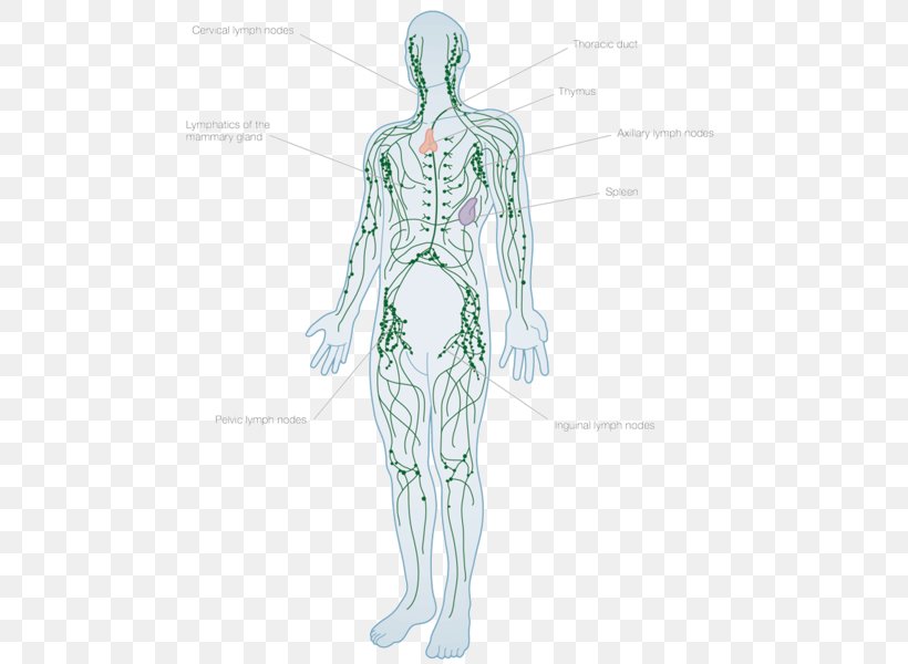 Lymphatic System Human Body Lymph Node Anatomy Lymphatic Vessel, PNG, 489x600px, Watercolor, Cartoon, Flower, Frame, Heart Download Free