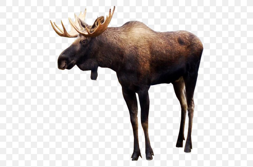 Moose Deer Clip Art, PNG, 500x542px, Moose, Animal, Antler, Deer, Display Resolution Download Free