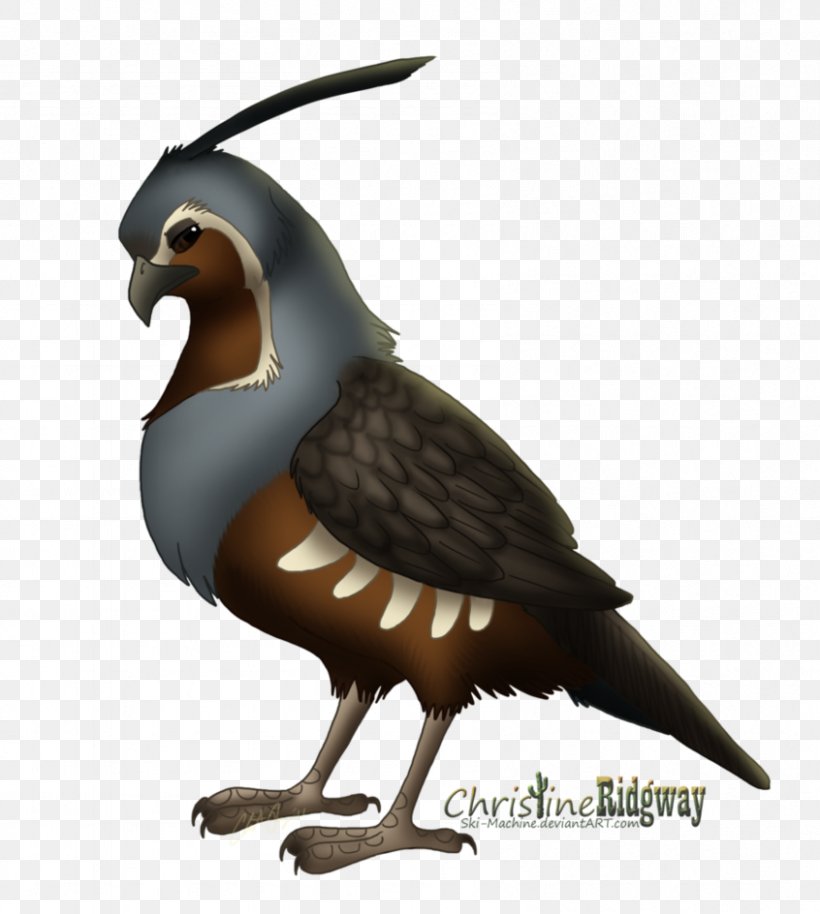 Mountain Quail Bird Drawing Clip Art, PNG, 846x944px, Quail, Animal, Art, Beak, Bird Download Free