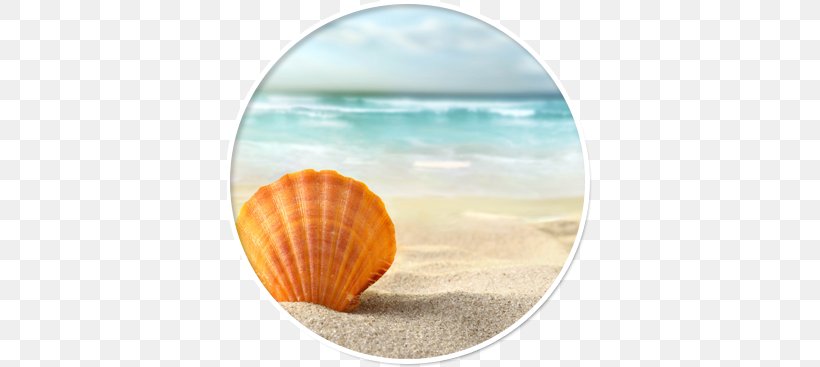 Seashell Desktop Wallpaper Sand Shell Beach, PNG, 366x367px, Seashell, Beach, Coast, Cockle, Computer Download Free