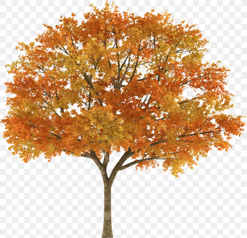Tree Autumn Maple Stock Photography Branch, PNG, 882x850px, Tree, Autumn, Autumn Leaf Color, Branch, Deciduous Download Free