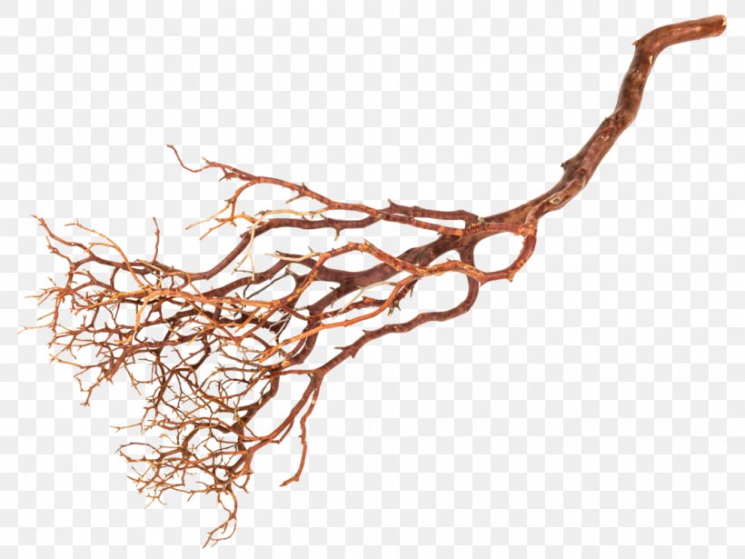 Twig Root Manzanita Tree Sweetgums, PNG, 1065x800px, Twig, Bivalvia, Branch, Discord, Liana Download Free