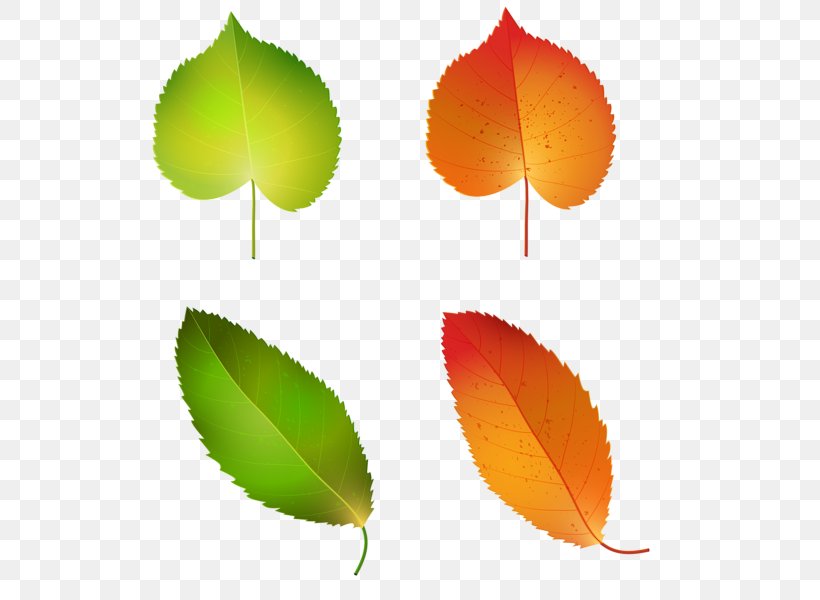 Autumn Leaf Color Green Clip Art, PNG, 549x600px, Leaf, Autumn, Autumn Leaf Color, Brown, Flower Download Free