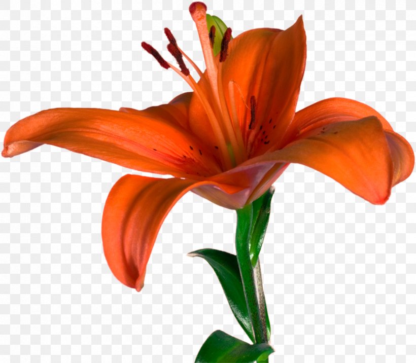 Cut Flowers Lilium Bulbiferum Daylily, PNG, 1200x1049px, Flower, Amaryllis, Cut Flowers, Daylily, Flowering Plant Download Free