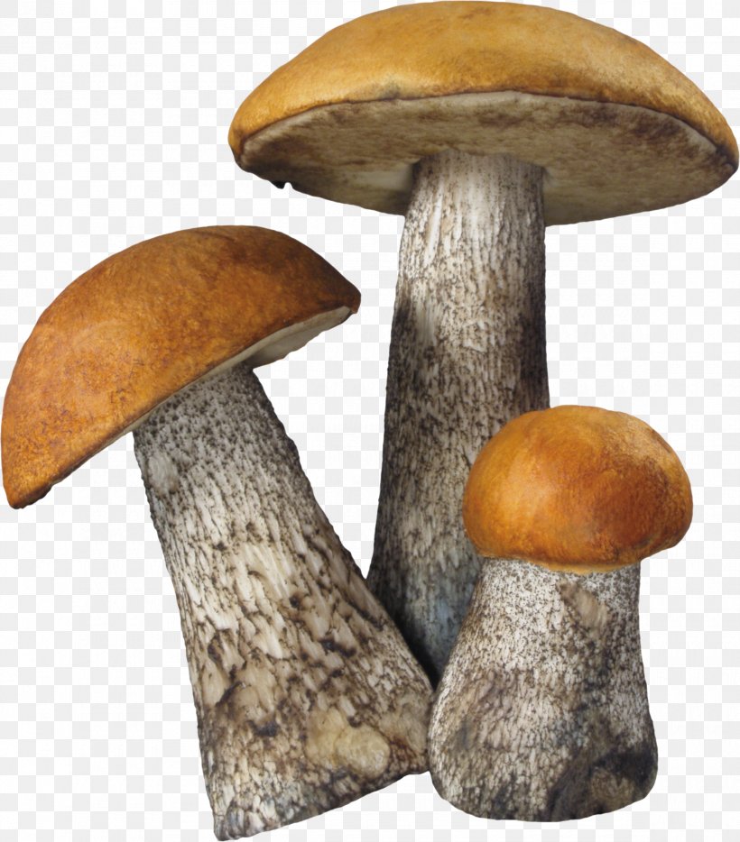 Fungus Death Cap Aspen Mushroom, PNG, 2340x2666px, Mushroom, Aspen Mushroom, Common Mushroom, Death Cap, Edible Mushroom Download Free