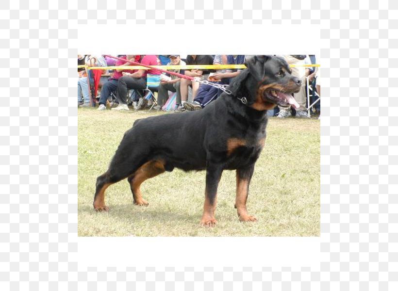Rottweiler Dobermann Pit Bull Dog Breed, PNG, 800x600px, Rottweiler, Breed, Breeder, Carnivoran, Dobermann Download Free