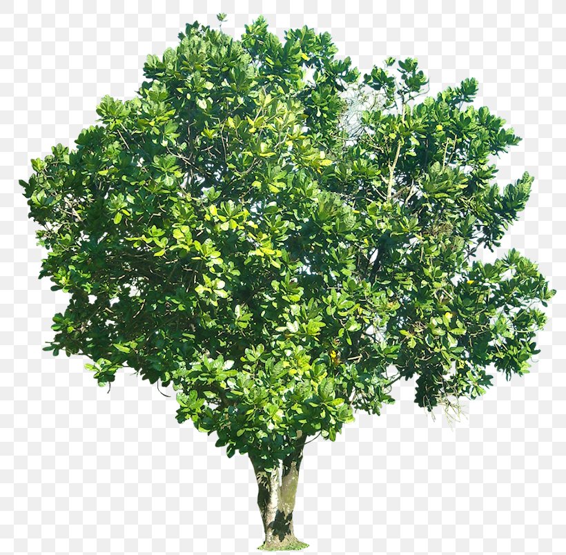 Barringtonia Asiatica Fruit Tree Photography, PNG, 800x804px, Barringtonia Asiatica, Barringtonia, Branch, Evergreen, Fruit Tree Download Free