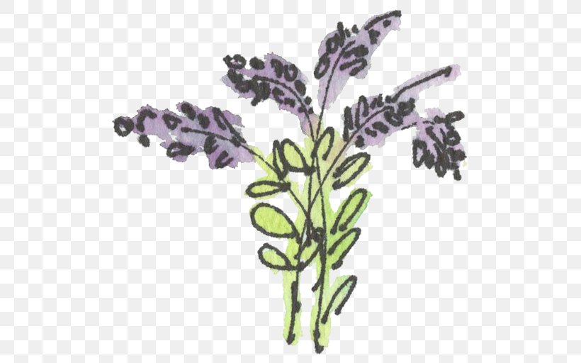 English Lavender French Lavender Drawing Clip Art, PNG, 512x512px, English Lavender, Cut Flowers, Drawing, Flora, Flower Download Free