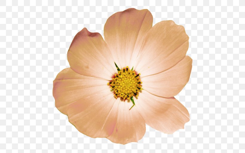 Garden Cosmos Rose Family M Invest D.o.o. Peach, PNG, 512x512px, Garden Cosmos, Cosmos, Daisy Family, Family M Invest Doo, Flower Download Free