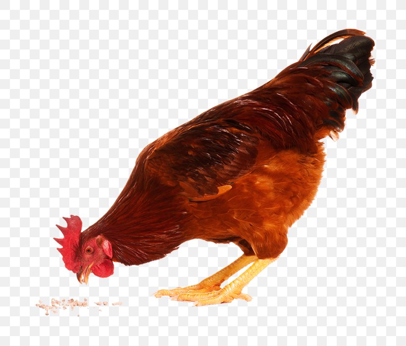 Chicken KFC Stock Photography Royalty-free, PNG, 700x700px, Chicken, Beak, Bird, Chicken As Food, Egg Download Free