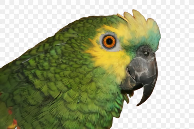 Colorful Background, PNG, 2448x1632px, Parrot, Adaptation, Beak, Bird, Budgie Download Free