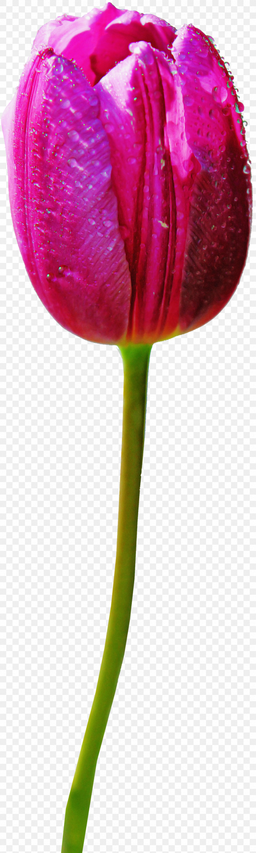 Flower Plant Stem Plant Pedicel Tulip, PNG, 900x2991px, Flower, Bud, Closeup, Cut Flowers, Lily Family Download Free