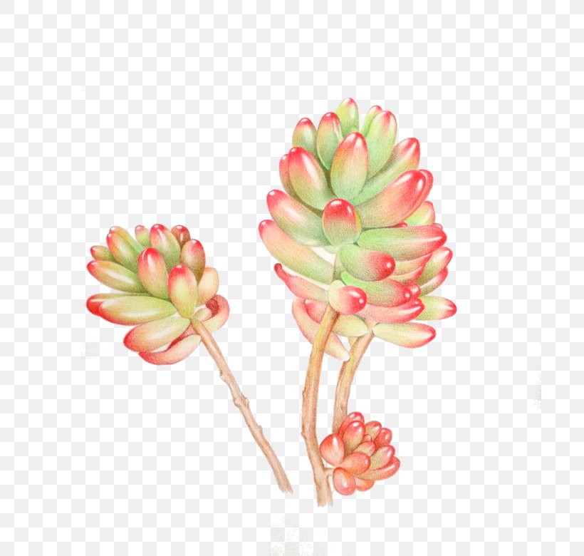 Succulent Plant Watercolor Painting, PNG, 700x780px, Succulent Plant, Cut Flowers, Drawing, Flower, Painting Download Free