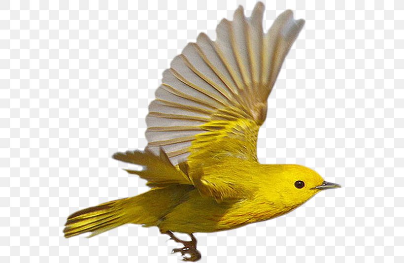 Bird Beak Feather Parrot Old World Oriole, PNG, 574x534px, Bird, Advertising, American Yellow Warbler, Beak, Color Download Free