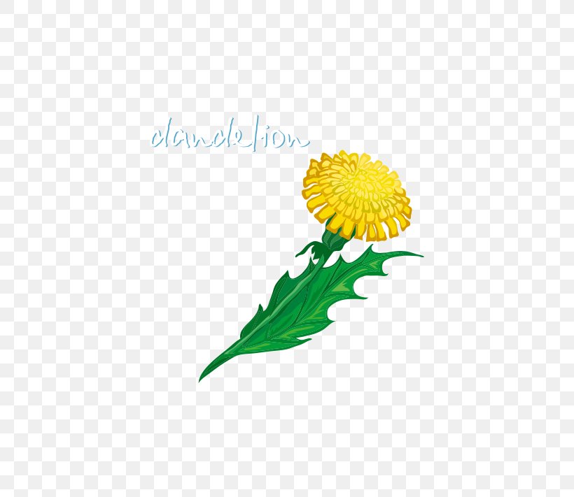 Common Dandelion Taraxacum Platycarpum, PNG, 651x711px, Common Dandelion, Chrysanths, Daisy, Daisy Family, Dandelion Download Free