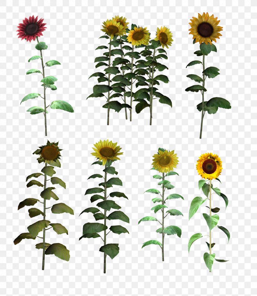 Common Sunflower Clip Art, PNG, 1679x1936px, Common Sunflower, Annual Plant, Cut Flowers, Daisy Family, Flower Download Free