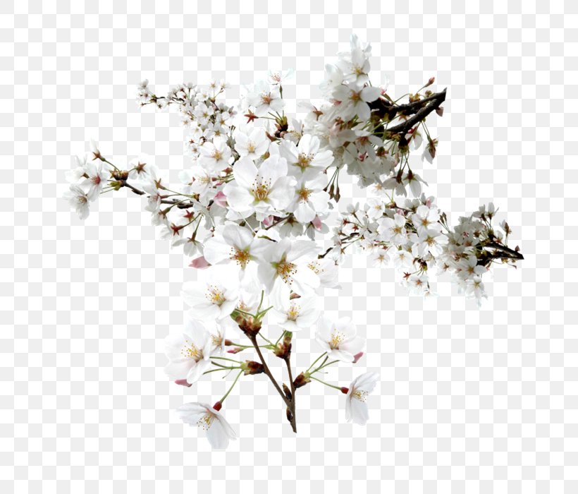 Flower Floral Design Art, PNG, 700x700px, Flower, Art, Blossom, Branch, Cherry Blossom Download Free