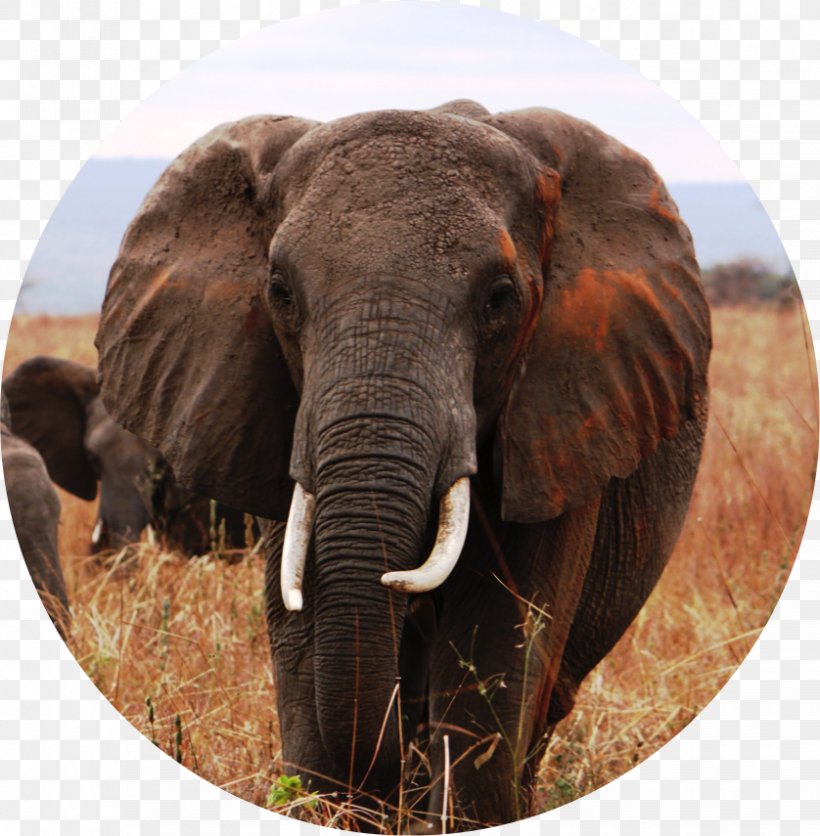 Indian Elephant African Elephant Tusk Wildlife Safari, PNG, 838x855px, Indian Elephant, African Elephant, Animal, Curtiss C46 Commando, Elephant Download Free