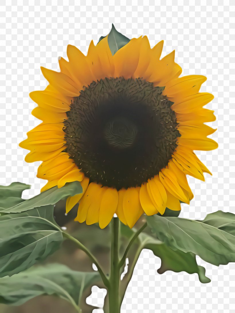 Background Family Day, PNG, 1732x2308px, Sunflower, Afternoon, Annual Plant, Asterales, Bloom Download Free