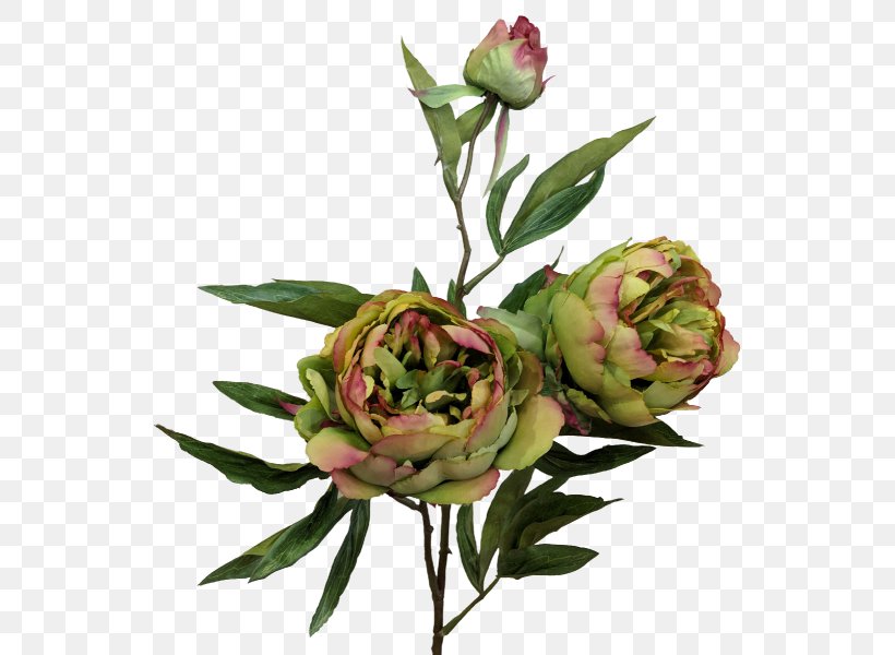 Garden Roses Cabbage Rose Cut Flowers Bud Plant Stem, PNG, 800x600px, Garden Roses, Bud, Cabbage Rose, Cut Flowers, Flower Download Free