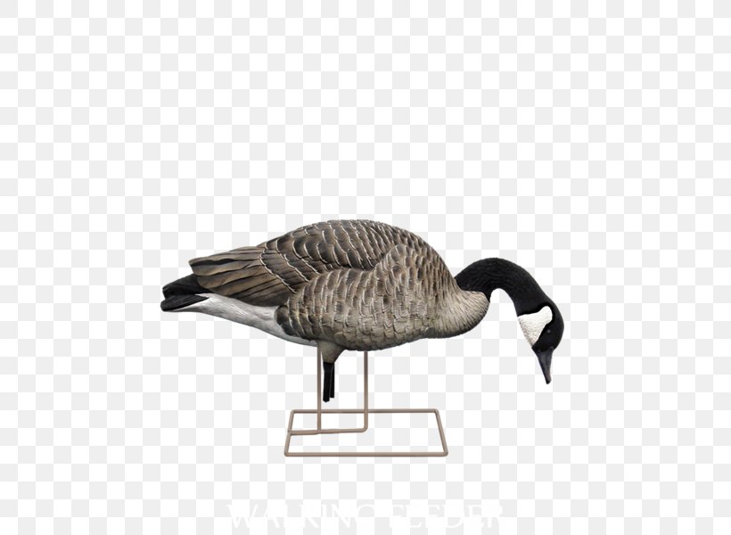 Mallard Canada Goose Decoy Hunting, PNG, 568x600px, Mallard, Anseriformes, Beak, Bird, Business Download Free