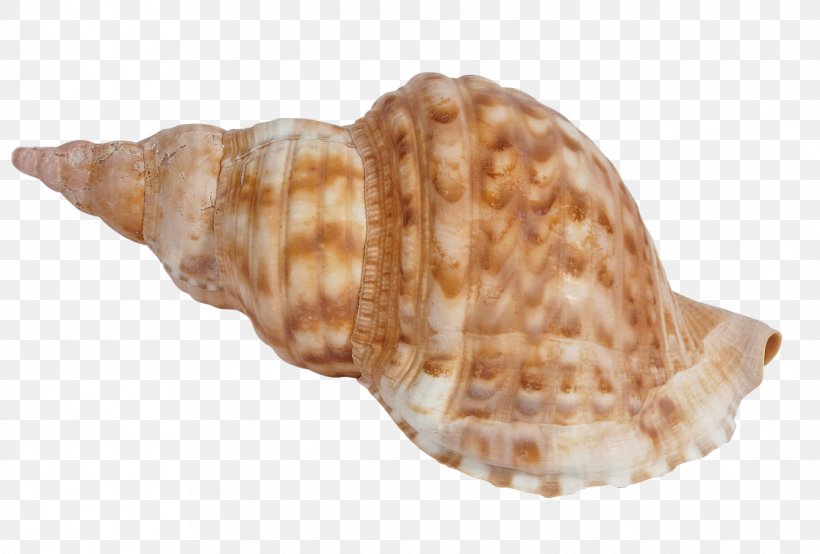 Seashell Charonia Tritonis Conchology Mollusc Shell Snail, PNG, 1116x755px, Seashell, Charonia, Charonia Tritonis, Cockle, Conch Download Free