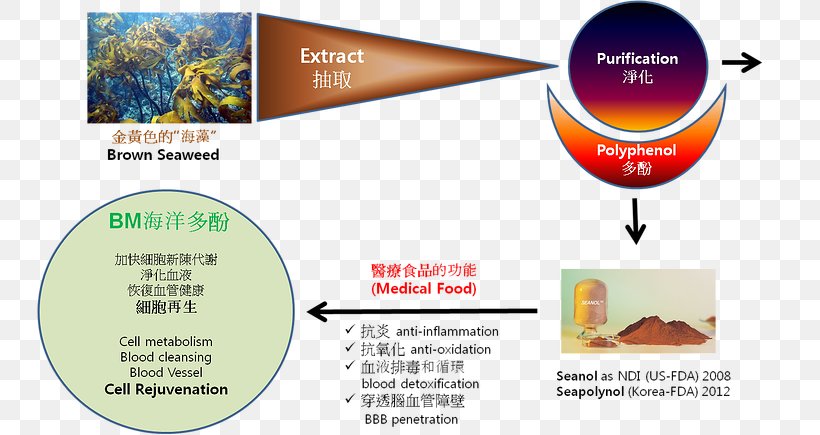 Seaweed Polyphenol Reactive Oxygen Species Antioxidant, PNG, 745x435px, Sea, Antioxidant, Body, Brand, Disease Download Free