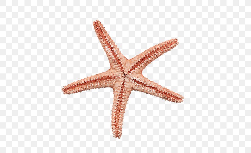 Starfish Digital Scrapbooking Clip Art, PNG, 500x500px, Starfish, Animal, Digital Scrapbooking, Echinoderm, Invertebrate Download Free