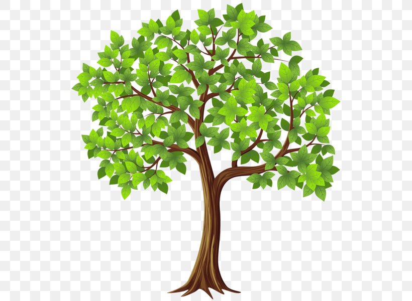 Tree Branch Clip Art, PNG, 544x600px, Tree, Bonsai, Branch, Chinese Sweet Plum, Document Download Free