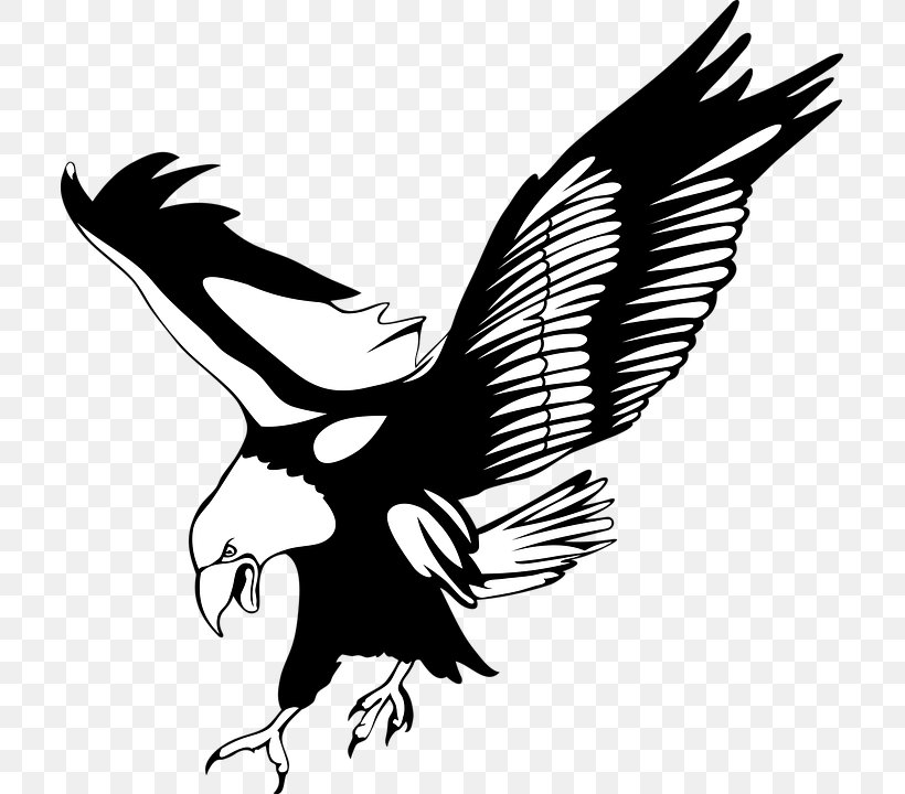 EAGLE Clip Art, PNG, 709x720px, Eagle, Accipitriformes, Bald Eagle, Beak, Bird Download Free