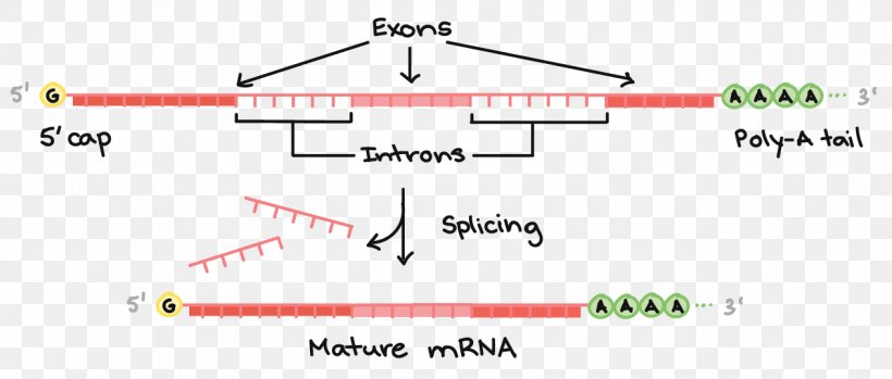 MRNA Processing: Methods And Protocols RNA Splicing Transcription Translation, PNG, 1263x538px, Rna Splicing, Alternative Splicing, Area, Brand, Diagram Download Free