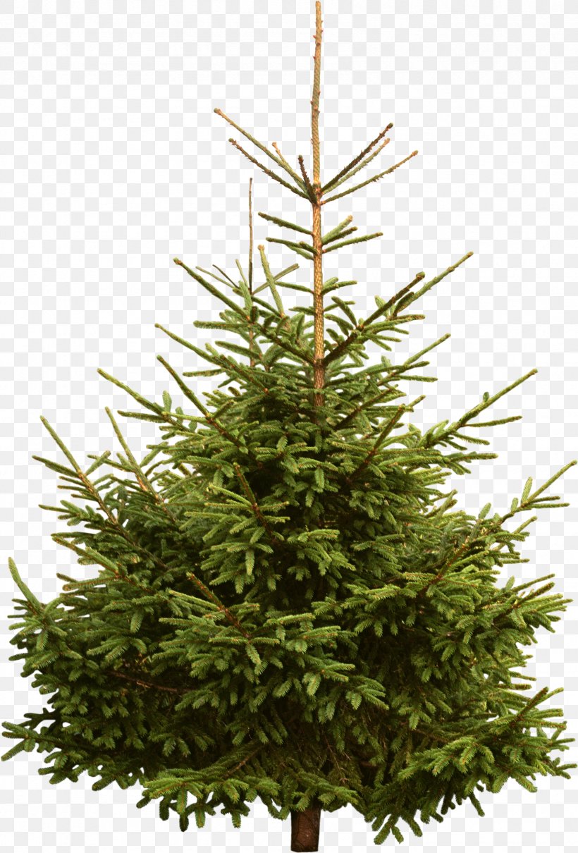 New Year Tree Spruce Pine Fir, PNG, 1693x2500px, New Year Tree, Christmas Decoration, Christmas Ornament, Christmas Tree, Conifer Download Free