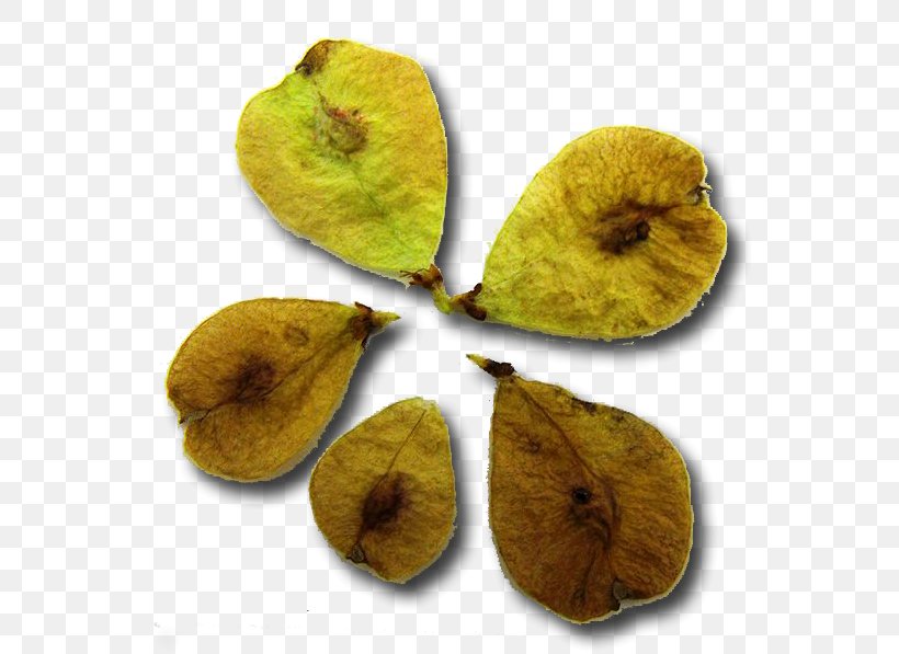 Superfood Fruit, PNG, 589x597px, Superfood, Food, Fruit Download Free