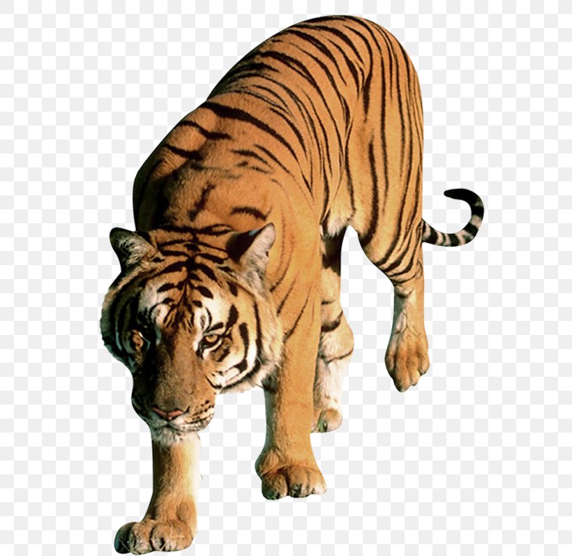 Tiger Word Letter, PNG, 573x797px, Tiger, Big Cats, Carnivoran, Cat Like Mammal, Definition Download Free