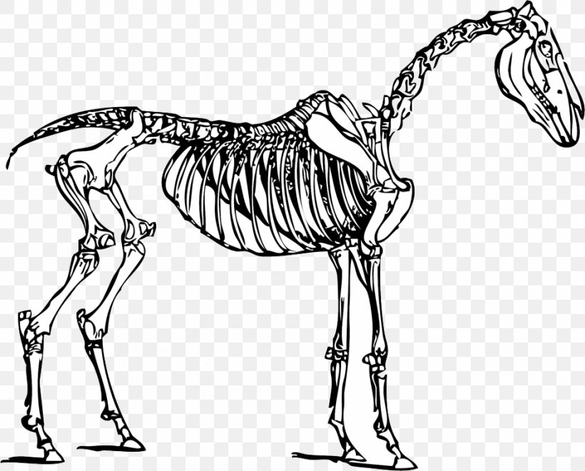 Horse Human Skeleton Clip Art, PNG, 940x757px, Horse, Anatomy, Black And White, Bone, Carnivoran Download Free