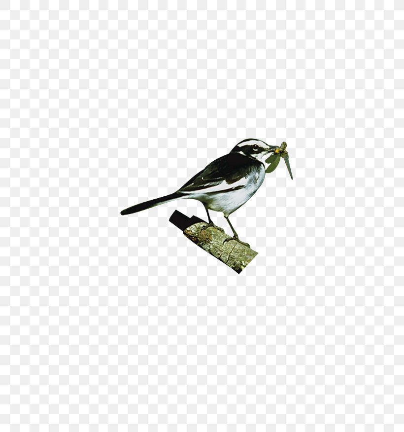 Hummingbird Sparrow Parrot Black Swan, PNG, 778x876px, Bird, Animal, Beak, Black Swan, Chickadee Download Free