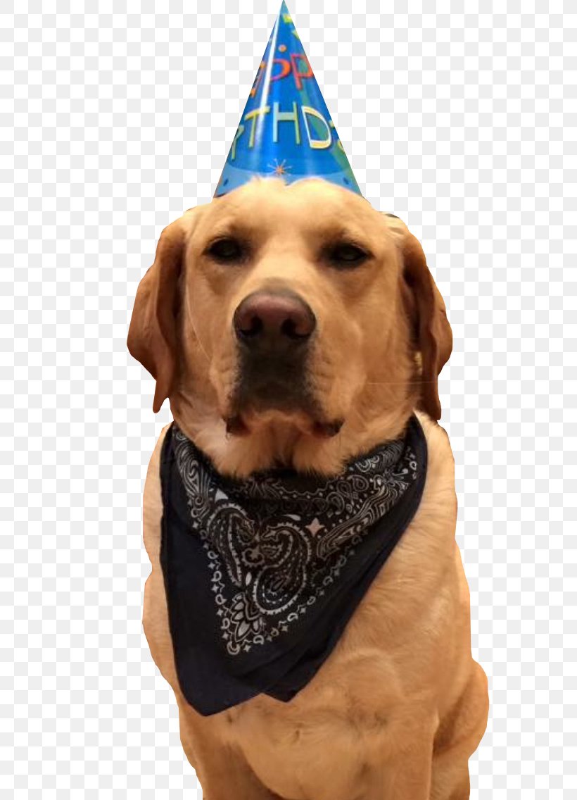 Labrador Retriever Party Hat Bulldog Birthday, PNG, 640x1136px, Labrador Retriever, Balloon, Birthday, Bulldog, Companion Dog Download Free