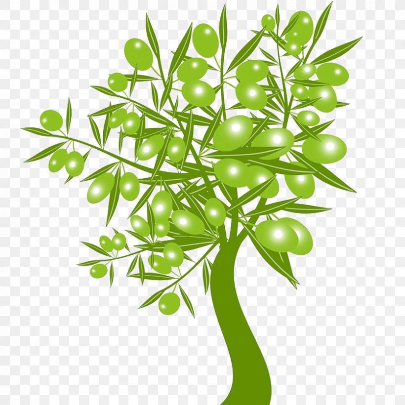 Olive Stock Photography Clip Art, PNG, 836x836px, Olive, Branch, Can Stock Photo, Flora, Flower Download Free