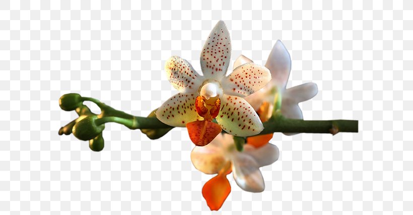 Orchids Flower Clip Art, PNG, 636x428px, Orchids, Blog, Flora, Flower, Flowering Plant Download Free