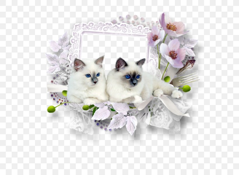 Picture Frames, PNG, 600x600px, Picture Frames, Carnivoran, Cat, Cat Like Mammal, Drawing Download Free
